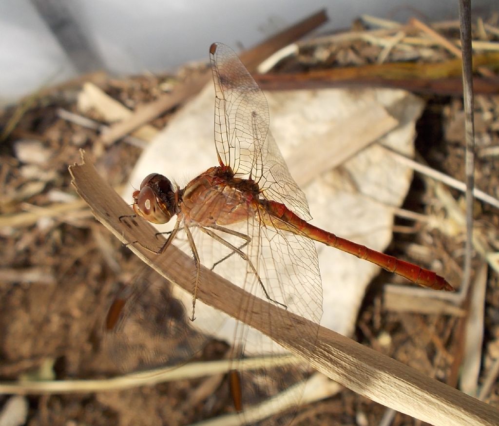 Sympetrum meridionale, maschi